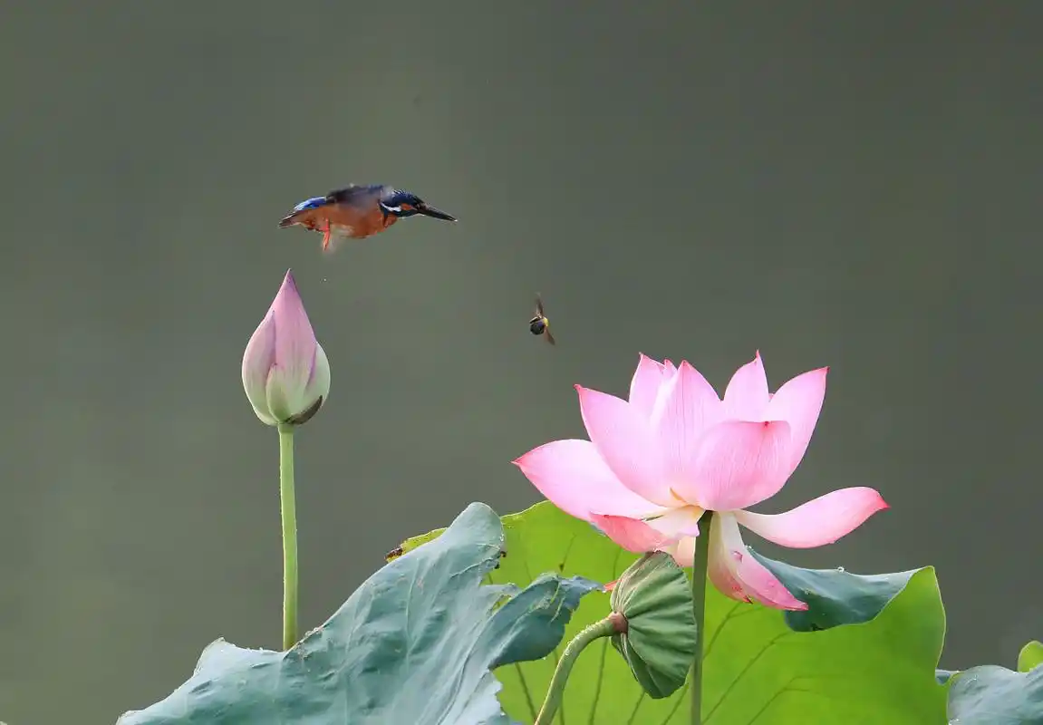 蜻蜓点水立枝头,青蛙悠闲睡意浓翠鸟飞翔西湖中,荷花逍遥欲滴红