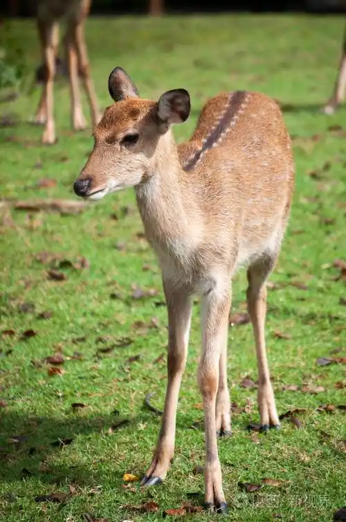 田野里的小梅花鹿