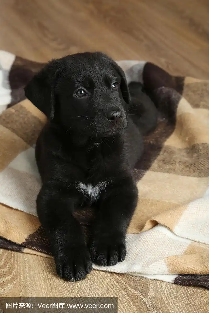 漂亮的黑色拉布拉多小狗在格子