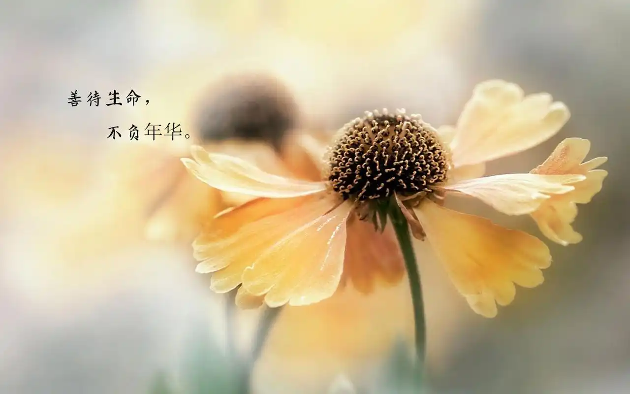 时光匆匆的经典句子配图