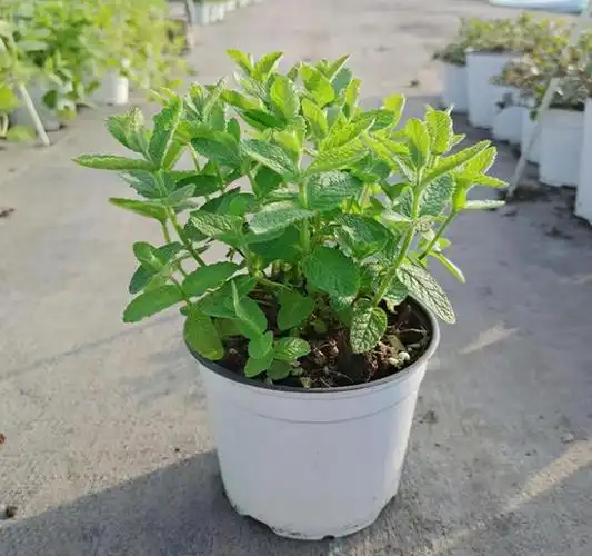 薄荷三种人不宜吃-知画百科