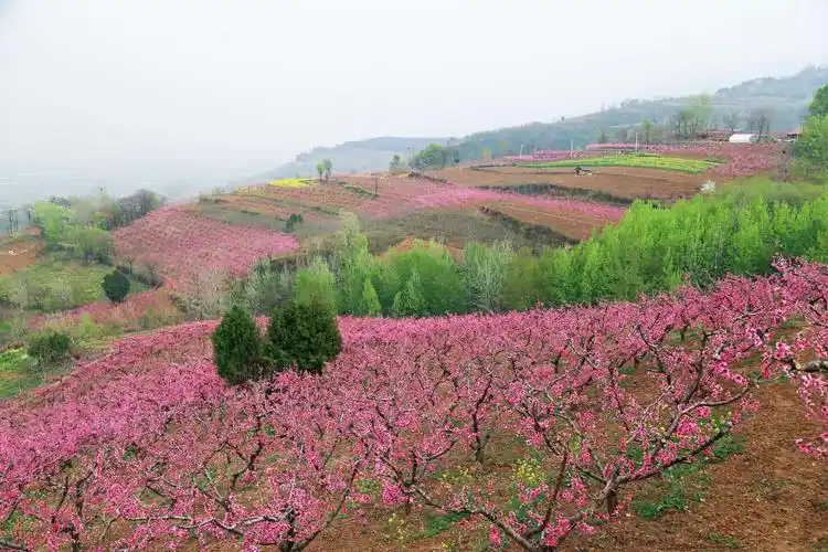十里桃林 万亩桃花!鄠邑·柳泉·东岭美爆了