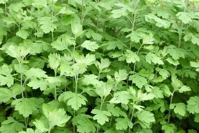 艾叶是什么样子的图片