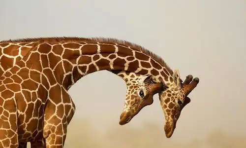 动物世界,有温情也有强悍,这就是自然