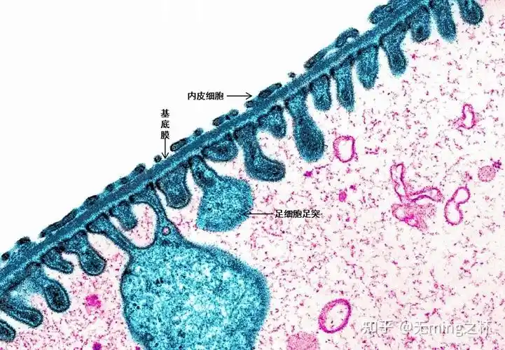 首先我们来了解一下什么是肾小球的滤过屏障(由毛细血管腔的内皮细胞