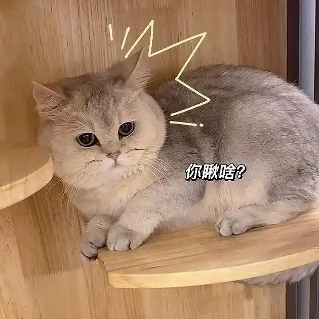 猫咪表情包#之辈    有谁可以拒绝奶凶奶凶的之辈辈呢～ - 抖音