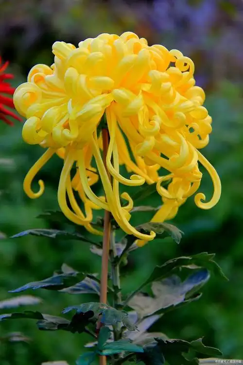 重阳节不是只有登高!这些重阳习俗,你知道吗?