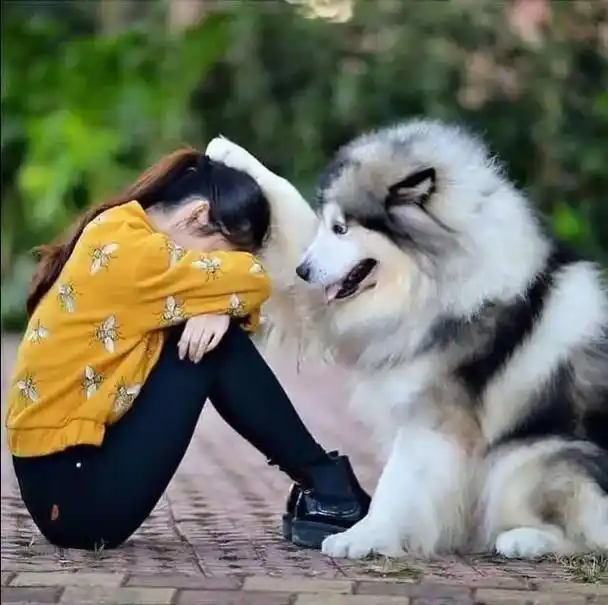 为什么女生都喜欢养"大狗"?这6点,让人无法抗拒