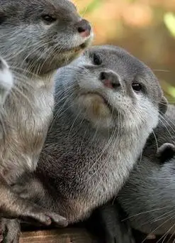 小海獭不停喝水7次什么情况呢可爱小调皮