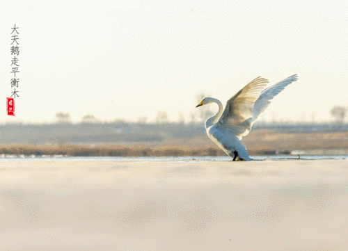 大天鹅动画