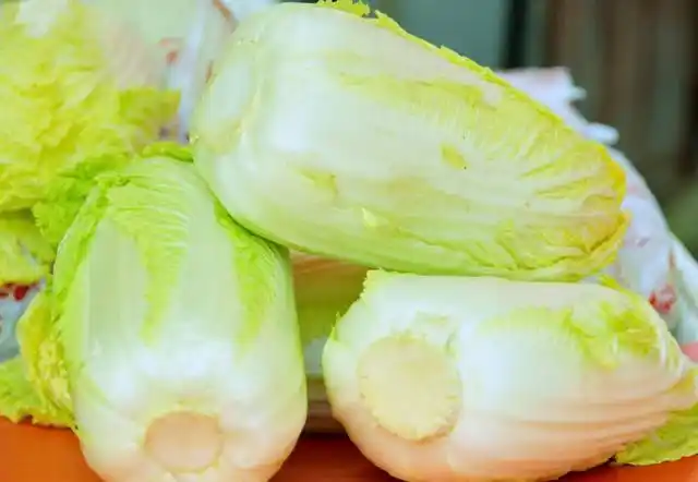 导语:白菜是种在平时常见的蔬菜,由于价格相对比较实惠,受到不少人的