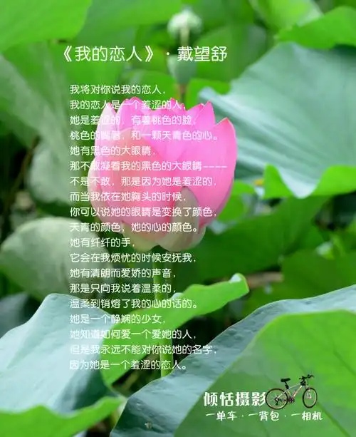 我愿用一生来追随你随笔