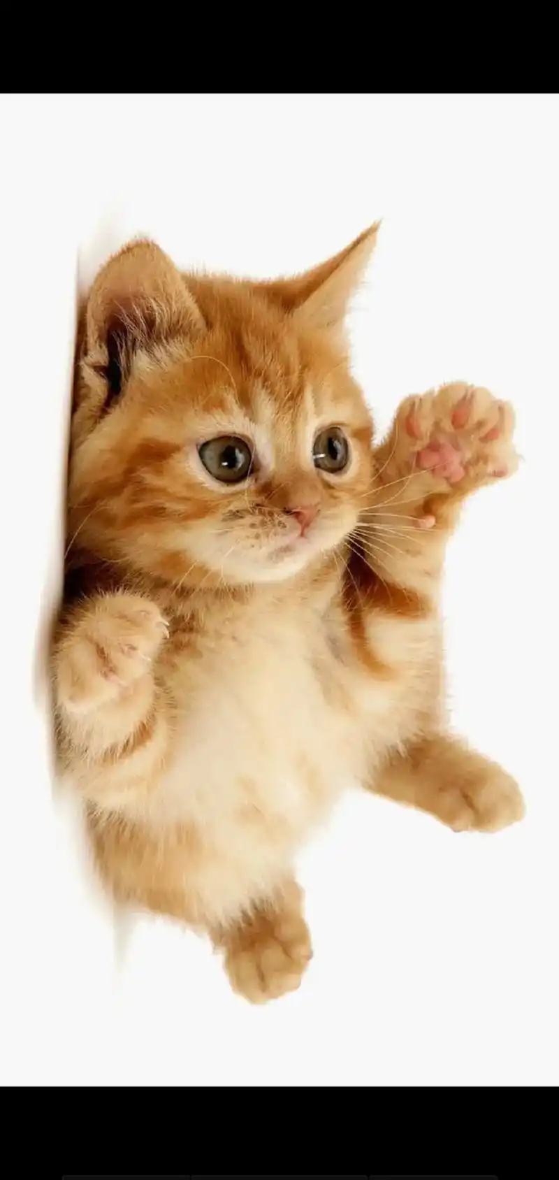 可爱猫咪图片大全超可爱萌系漂亮猫咪图片大全小猫图片漂亮的图片