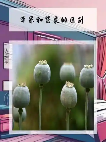 草果和罂粟的区别