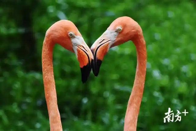 七夕动物花式秀恩爱