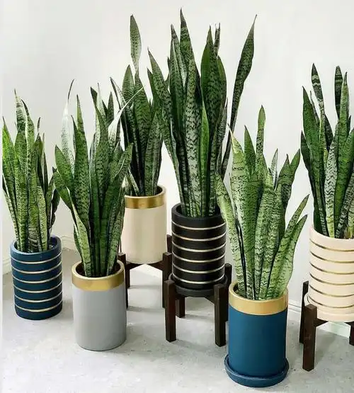 儿孙满堂:虎皮兰这么常见还有一个原因就是因为它的繁殖非常简单,成功