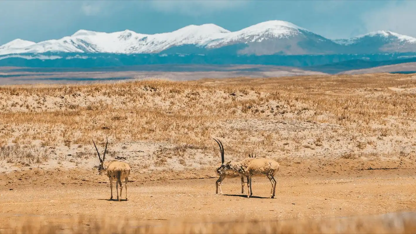 原创可可西里无人区究竟有多恐怖为什么说是当之无愧的人类禁区