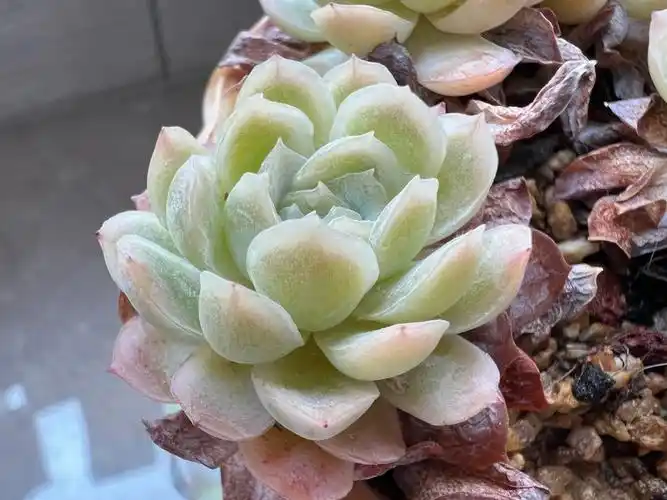 多肉  这冰梅颜色很夏天