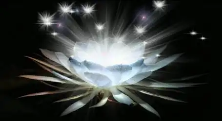 发光的白色莲花