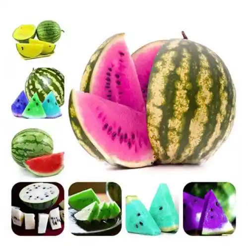 彩色西瓜 06 20 pcs mix watermelon bonsai yellow blue white red