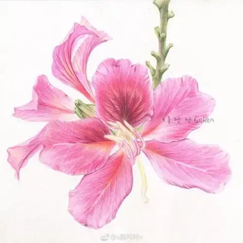 彩铅画教程——手把手教你画一朵漂亮的紫金花,行动一起来绘画