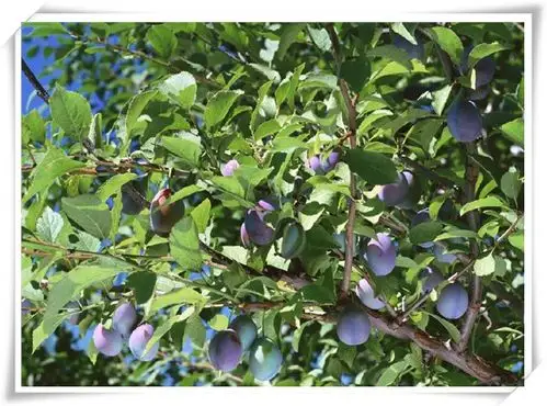 乌梅提取物 柠檬酸