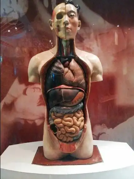 我们是学医,第一次来这里,给人解刨尸体,你们看到这个也会害怕对吧?