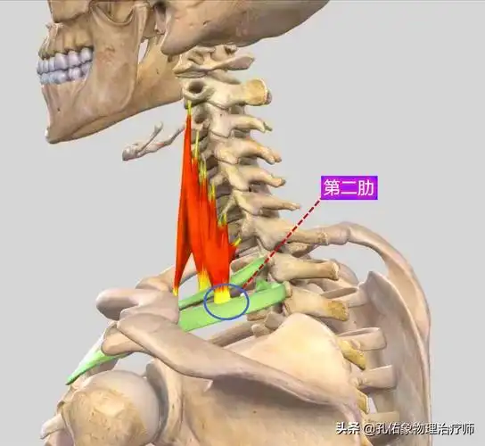 长期低头姿势的头前探,会导致肩胛骨内上角区域的疼痛