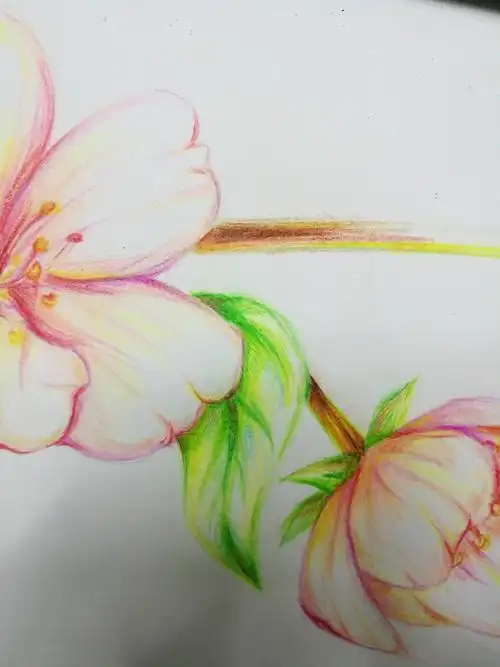 满树浪漫如云似霞樱花彩铅教程