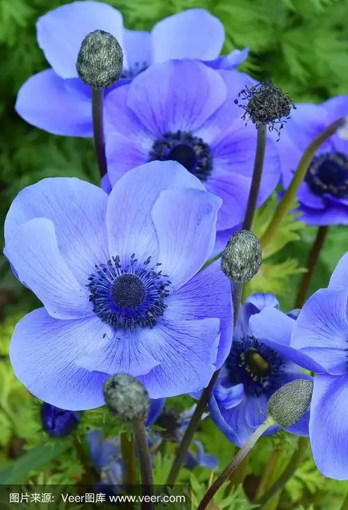 充满活力的紫色的罂粟花