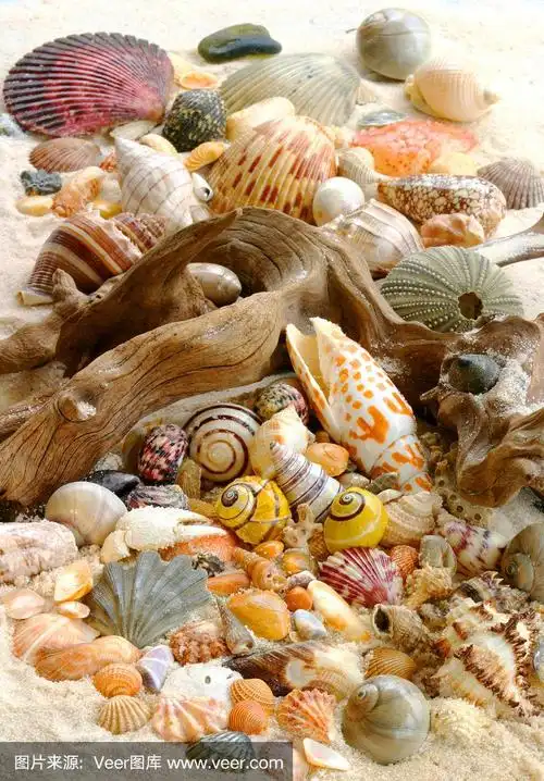 海滩上的贝壳(广角拍摄)