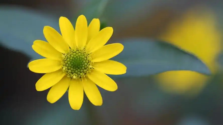 淡雅雏菊唯美高清桌面壁纸