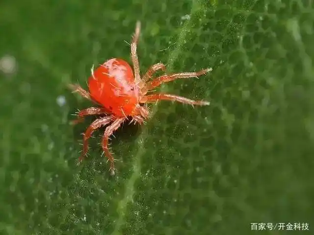 草莓红蜘蛛怎么预防?草莓种植怎么预防病虫害?