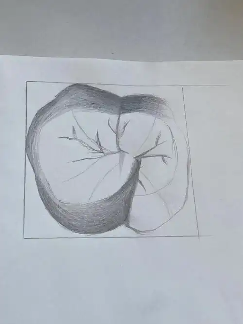 第一次画,请大家多多指教#口腔  #口腔医学生  #牙齿  #美学  #牙齿