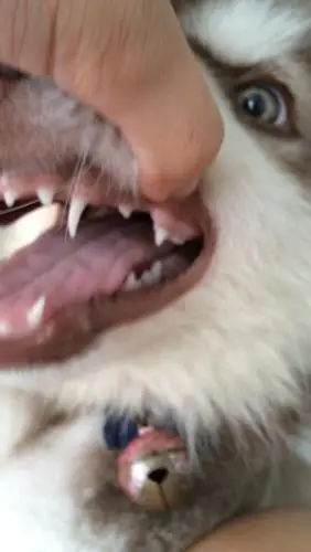 我家狗这牙大概几个月啊?