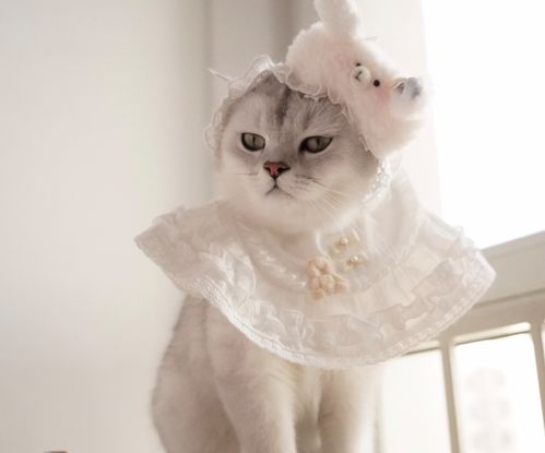 睡梦中的小猫咪,睡裙,大漂亮,发带 口水鸡 预定不退换