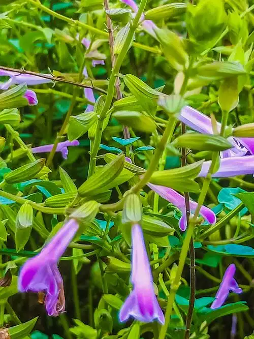 艾氏香茶,茶菜治疾