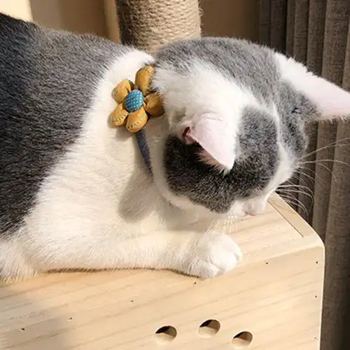 项圈领结猫颈圈宠物饰品项链可爱猫脖子猫咪蝴蝶结项圈