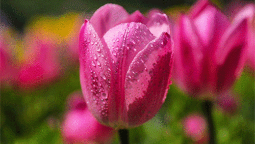 新品郁金香开了 这个周末 上海鲜花港花展开门迎客