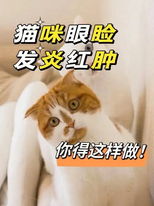 猫咪眼睑红肿发炎可能是这种病