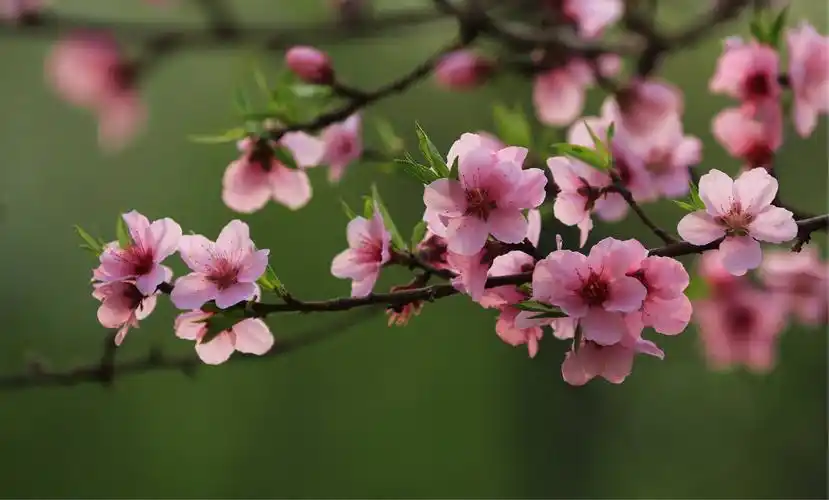 桃花盛开春满园