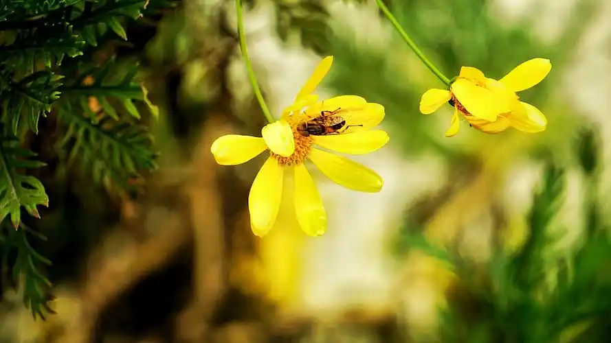 花与虫.属于菊科吧,不敢确定,也没百度,就这样上传了.生命多彩而伟大.