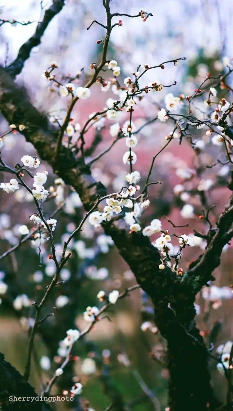 这里算得上是杭州真正的赏梅小众9215境.