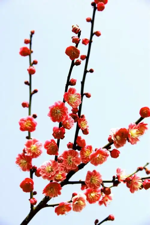 本次的梅花照片拍摄于2016年3月2日上海世纪公园.