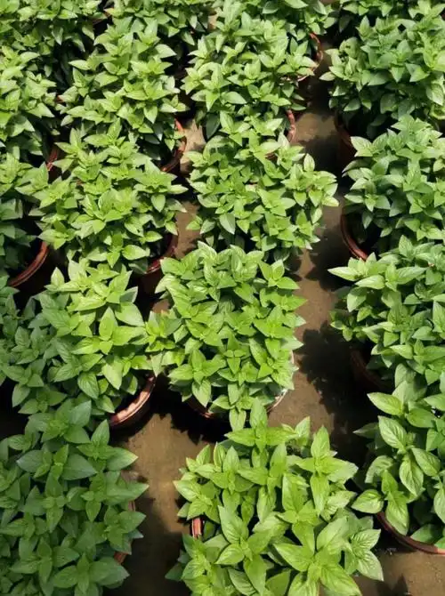 九层塔紫苏薄荷