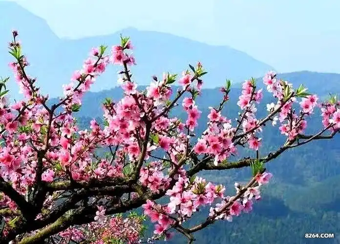 山水户外年票游:黄河岸边荆紫山 十里桃花相映红(3月9日一天)