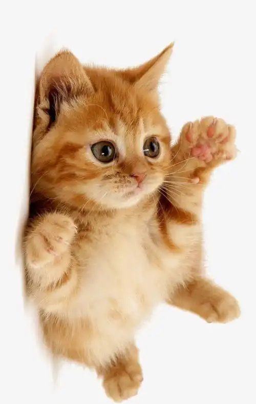 这些萌萌哒的小动物太可爱了可爱又萌的小动物