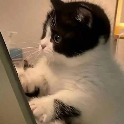 头像背景 丨雪夜浪漫 奶猫来袭_侵权_先生_网络