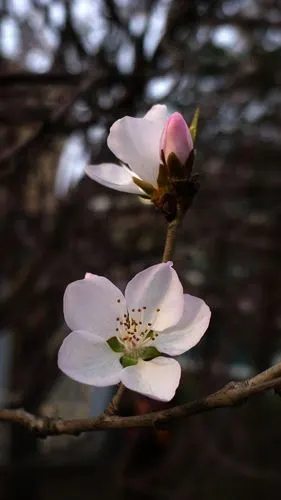 北方的杏花