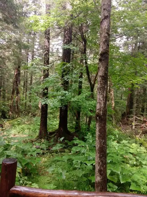 谷底森林,也叫地下森林.在长白山北坡的沟谷中.